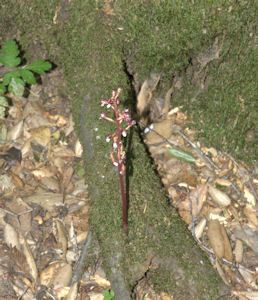 2009-05-17_9 Spotted Coralroot Orchid Cropped TN.jpg - 46116 Bytes